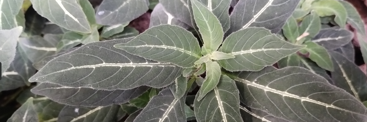 Berlin – Tag 4 – Im Garten der Botanik